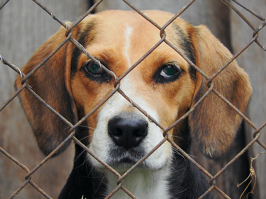 Mecosta County Animal Shelter in Michigan ends pound seizure. Kinship Circle