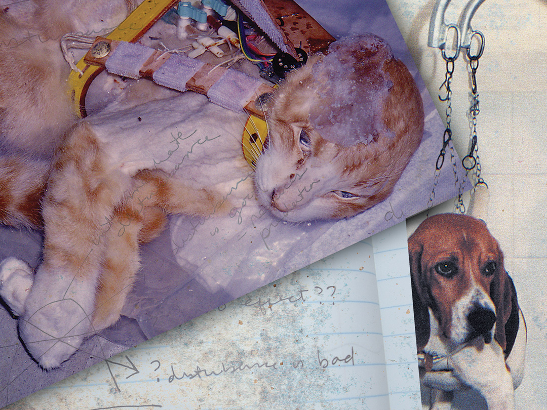 Human-focused medical research creates data to cure humans. Animal tests delay progress. Kinship Circle