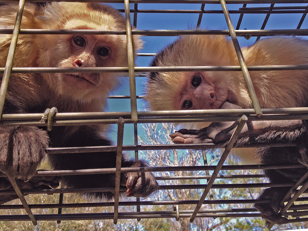 Kinship Circle spends time caring for rescued monkeys at Jungle Friends (c) Kinship Circle