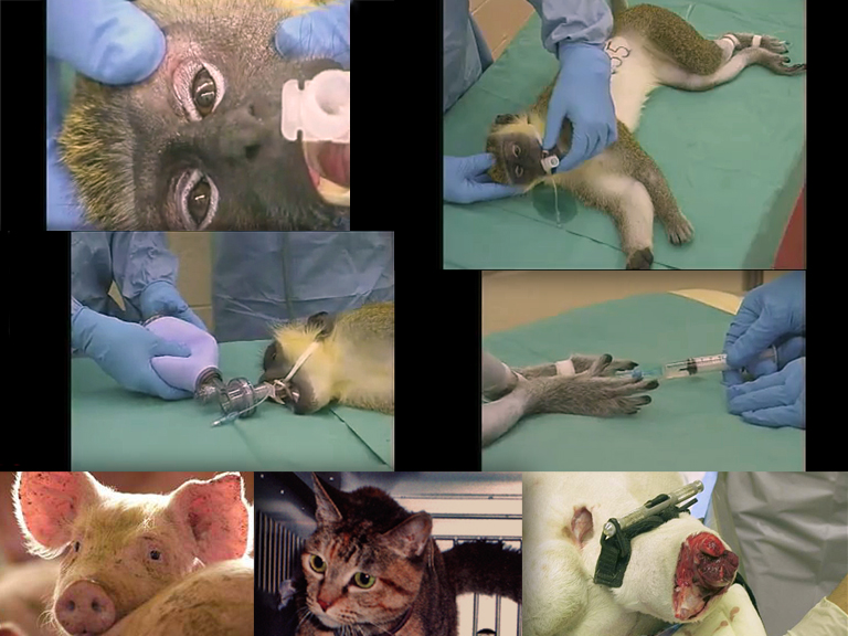 U.S. Dept. of Defense must now report how animals are used in combat-trauma training. Kinship Circle
