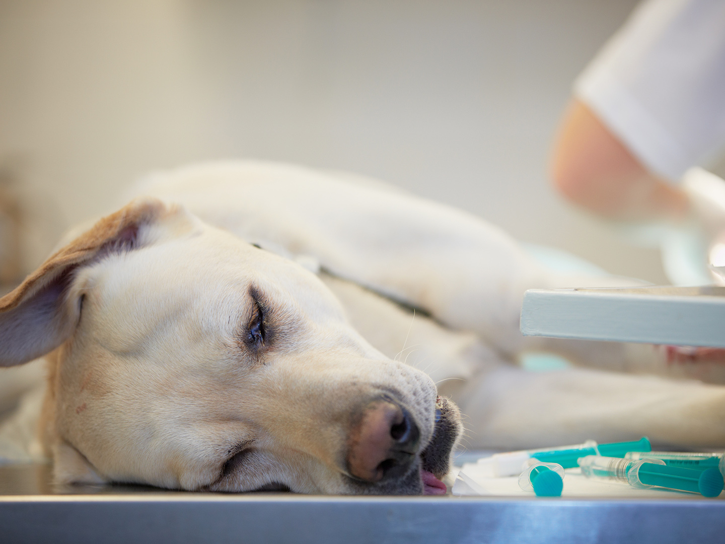 Med schools upgrade to human-relevant models, instead of animals. Kinship Circle