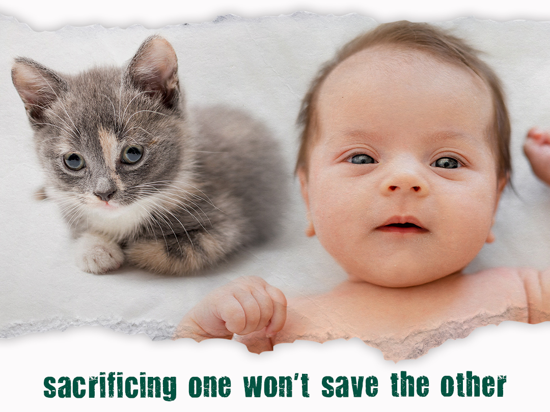Washington University ends live labs in pediatrics training, no more cats tortured. Kinship Circle