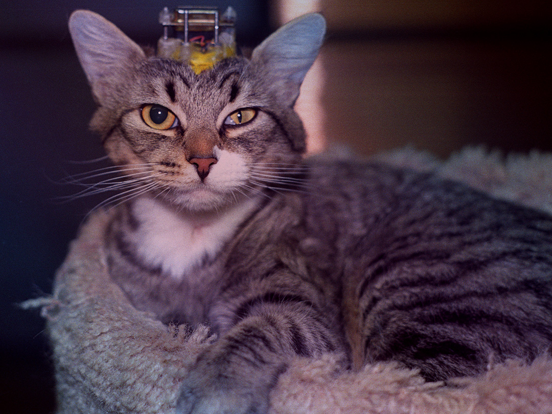 Texas Tech torture ends for cats in training lab. Kinship Circle
