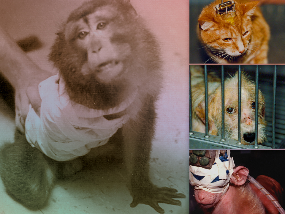 The Multi-Billion Dollar Lie: Animal Experimentation